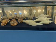 -上海海洋大学鱼文化博物馆(军工路校区)