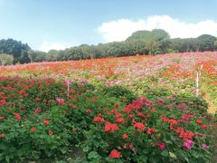-松山湖梦幻百花洲