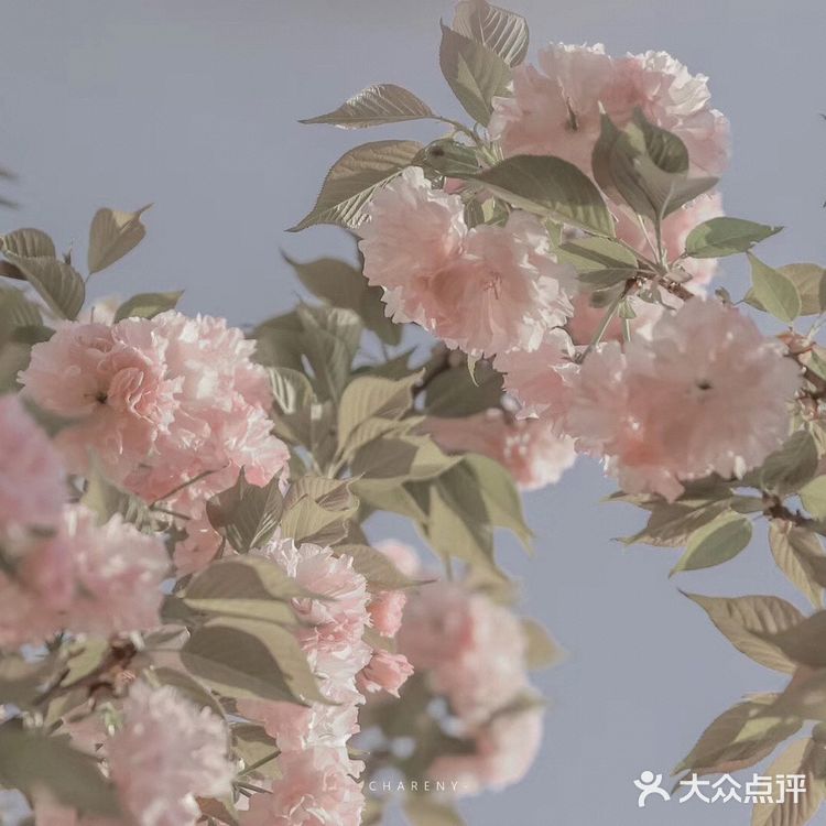 (桃、杏、梨对应的颜色红、粉、白)花里带着甜味