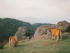 -大姆山草场