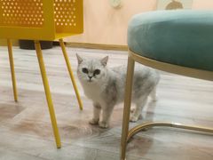 -BABIT巴比特宠物(MOMOPARK店)