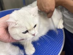 -PETKIT小佩宠物·低压洗护(国顺东路店)