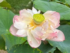 -莲花池公园