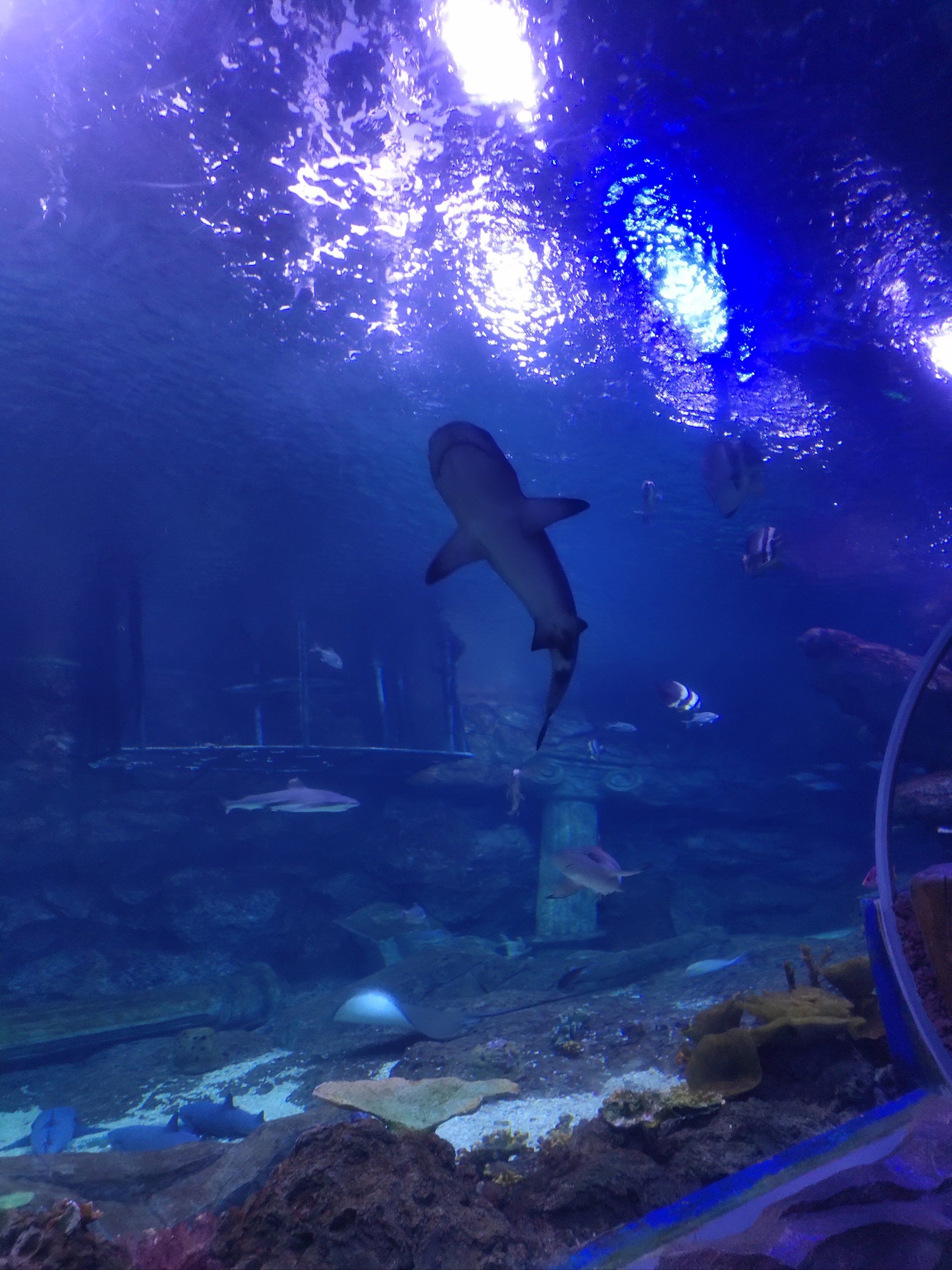 曲江海洋极地公园