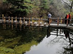 -王顺山国家森林公园