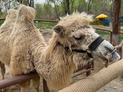 -北京野生动物园