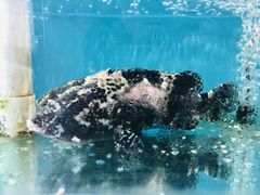 -港畔赶海蒸汽海鲜烧烤自助(仙螺岛店)