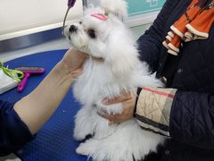 -佳雯宠物医院(金华南路分院)