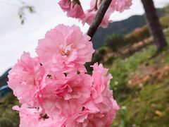 -天适樱花悠乐园