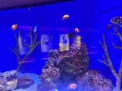 -上海海洋水族馆