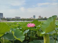 -莲花池公园