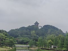 -王借岗森林公园