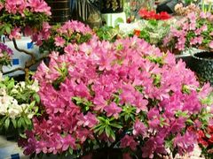 -大自然花鸟鱼虫市场