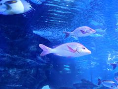 -太平洋海底世界