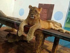 -大连森林动物园