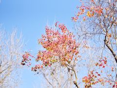 -合肥滨湖国家森林公园