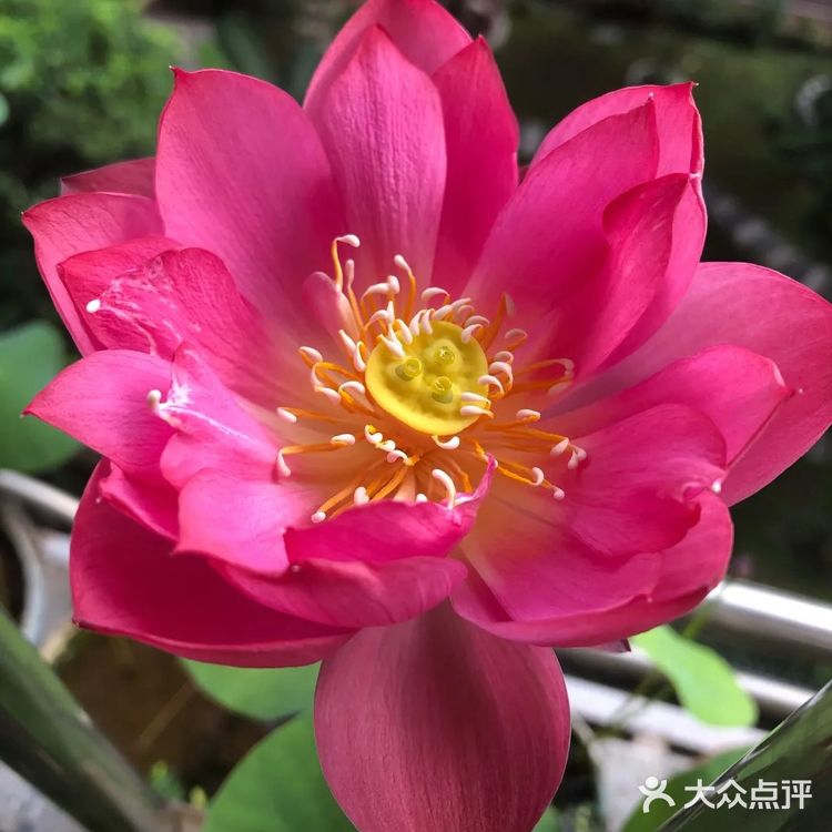 碗莲的简易种植