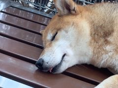 -柴犬高等学院·狗咖·柴犬售卖·宠物训练