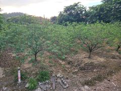 -南国桃园旅游度假区