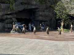 -新加坡飞禽公园