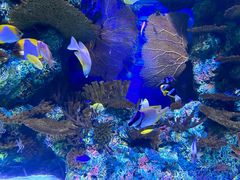 -上海海洋水族馆