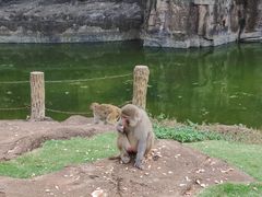 -海南热带野生动植物园