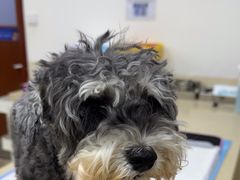 -美联众合动物医院·24h转诊中心