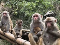 -西双版纳原始森林公园