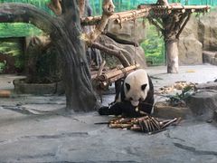 -灵玲国际马戏城
