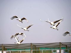 -盐城丹顶鹤湿地生态旅游区