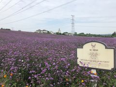 -紫颐香薰山谷景区