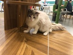 -飞行喵MR PILOT|猫舍·猫咖(静安大融城店)