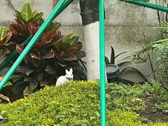 -广州白天鹅宾馆