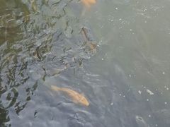 -白洋淀景区
