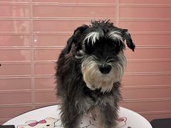 -FAELING PETS美天灵宠物(合生汇店)