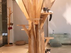 -momokira米努特·德文卷毛猫·棉花面纱犬