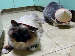 -圣约瑟夫大教堂