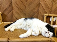 -MOCHA明星猫咖(田子坊店)
