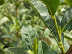 -CoCo都可(漫乐城店)