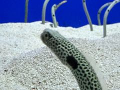 -上海海洋水族馆