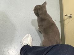 -佳怡动物医院·平价24小时·猫专科骨外科