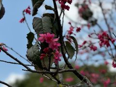 -聚龙山公园