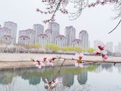 -桃花堤公园