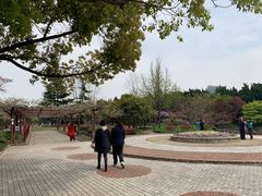 -嘉定紫藤园
