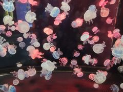 -烟台海昌鲸鲨海洋公园