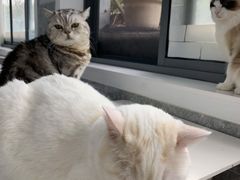 -喵的天空名猫咖啡馆·撸猫·猫舍·用品