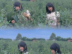 -金谷域澳洲庄园