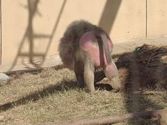 -合肥野生动物园