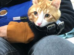 -联萌宠物医院(猫病专科)