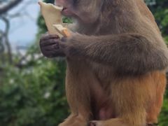 -黔灵山公园